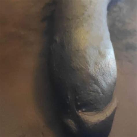 Sudanese Sex Hardcore XHamster