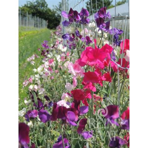 Reinsaat Groszek Pachn Cy Lathyrus Odoratus Opakowanie Bloomling