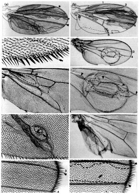 Three Distinct Roles For The Engrailed Gene In Drosophila Wing