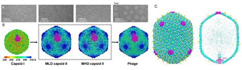 Cryo Em For Bacteriophages Creative Biostructure