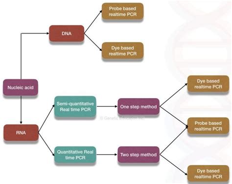 Real Time Pcr Principle Procedure Advantage Limitations And