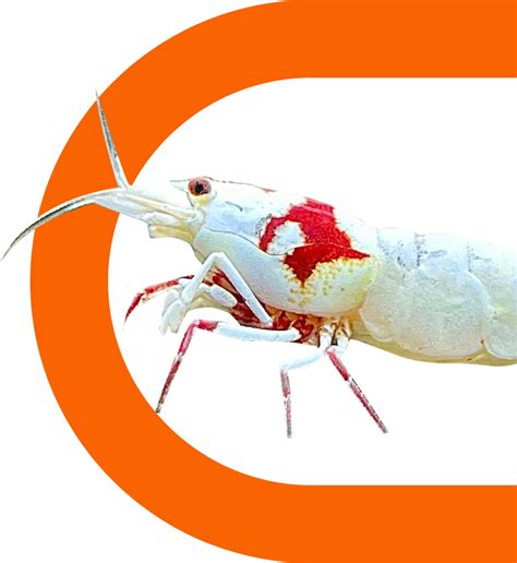 Pure Red Line Seam Oasis Freshwater Shrimp Breeders Neocaridina