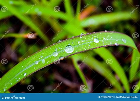 早晨美丽的雨滴 库存图片 图片 包括有 本质 工厂 雨珠 早晨 195467067