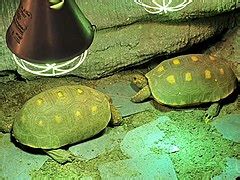 Tortue De Terre Testudo Horsfieldii Univers Reptiles