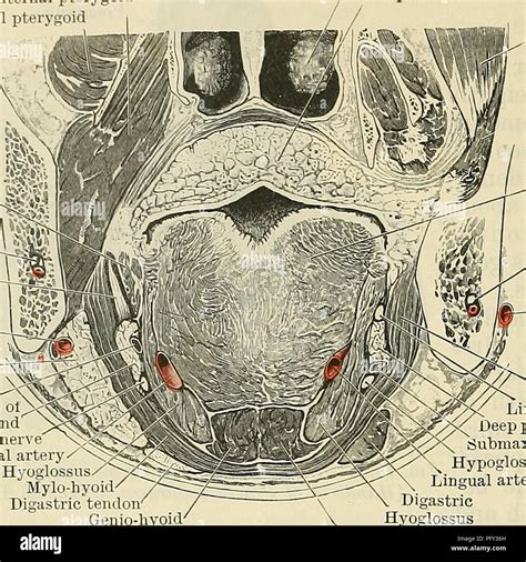 Hyoglossus muscle hi-res stock photography and images - Alamy