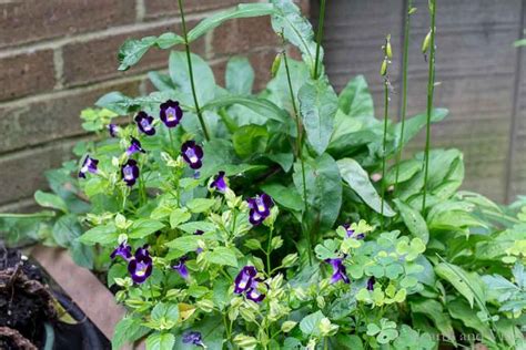 Perennials for Containers - Frugal Ways to Fill Your Flower Pots