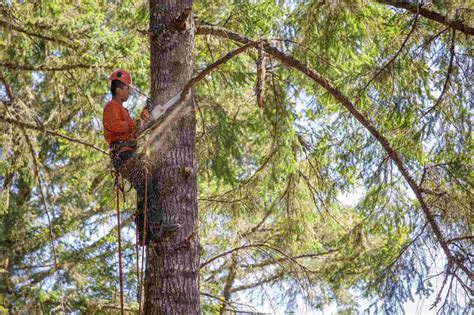 Découvrez tout ce qu il faut savoir sur le métier d élagueur grimpeur