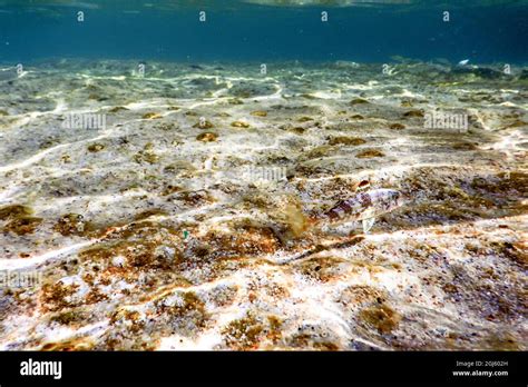 Mullus Surmuletus Striped Red Mullet Swimming Underwater Stock Photo