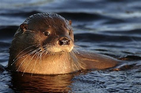 Southern River Otter - Thinking Animals United