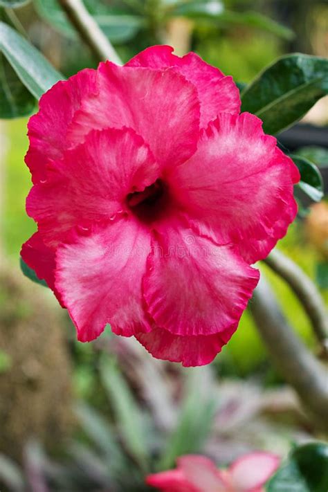 Pink Flower Desert Rose Adenium Obesum Mock Azalea Impala Lily Sabi