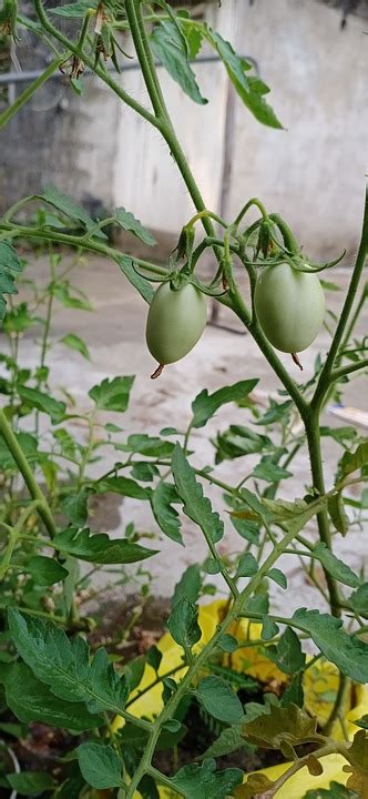 Tomatoes Tomato Plants Free Photo On Pixabay Pixabay