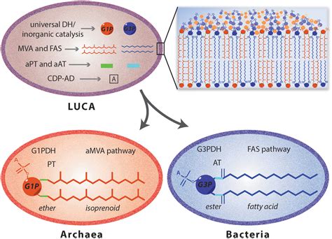 Frontiers Biosynthesis Of Archaeal Membrane Ether Lipids Microbiology