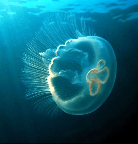 Aurelia Aurita Moon Jellyfish Diet