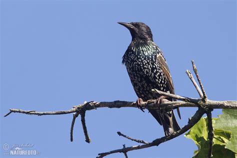 Starling Photos, Starling Images, Nature Wildlife Pictures | NaturePhoto