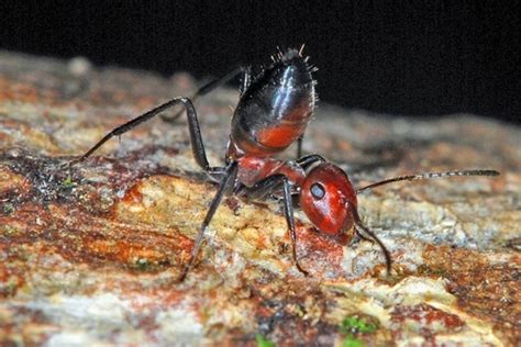 Exploding ants: Scientist survey fiery species in Southeast Asia - UPI.com