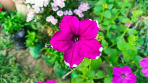 Flower Bookey Stock Photos Images And Backgrounds For Free Download