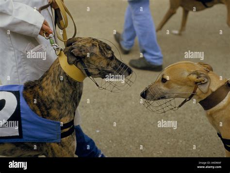 Greyhounds Wait In The Paddock Walthamstow Stadium London Stock Photo