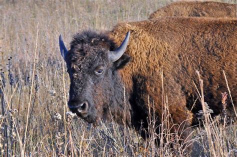 20 Photos Of Wildlife In Missouri That Will Drop Your Jaw