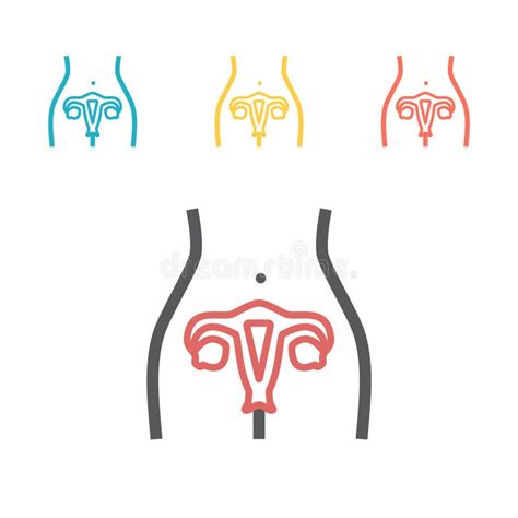 Female Reproductive System Line Icon Vector Sign For Web Graphic