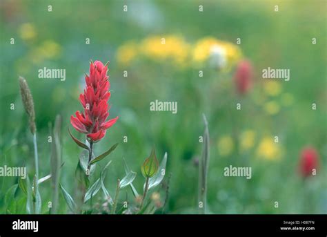 Indian Paintbrush Rocky Mountain National Park Stock Photo Alamy