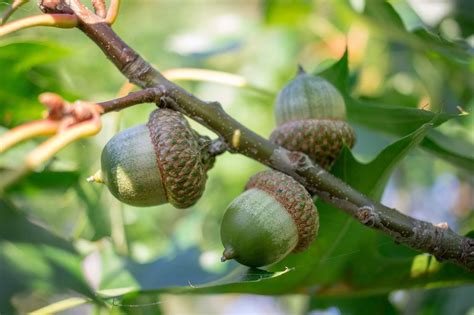 Oak Tree Acorns ΒΕΛΑΝΙΔΙΕΣ ΒΕΛΑΝΙΔΙΑ Photos Wallpapers The Fun Bank