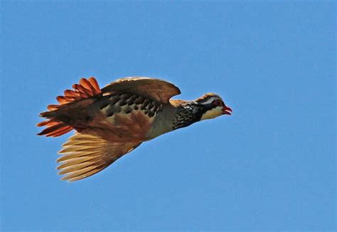 Perdiz Roja Alectoris Rufa Perdiz Rojo