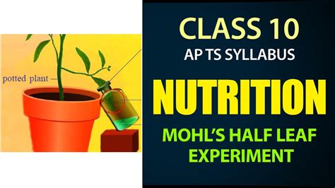 Nutrition 10th Lesson 1 Mohls Half Leaf Experiment Ap And Ts