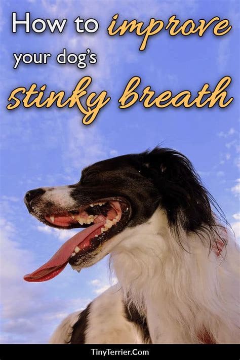 Tips for improving your dog's stinky breath | How to prevent bad dog breath