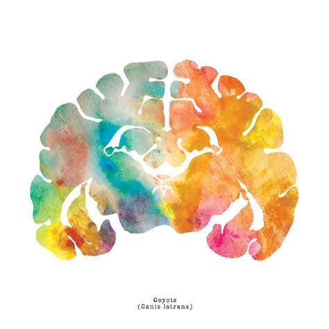 a watercolor drawing of the human brain with different colors on it's side