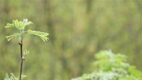 Rain Drops On Moist Leaves In Spring Forest Droplets On Wet Green