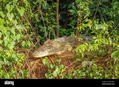 Nile Crocodile Crocodylus Niloticus On A Riverbank Murchison Falls