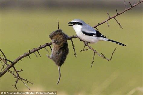 The Shrike (or 🔥Butcher Bird🔥) impales it’s prey on branches to save their meat for later : r ...