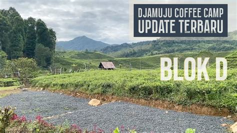 Walk Around Camping Ground Djamuju Coffee Camp Walkaround