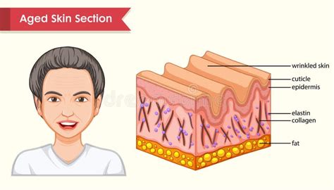 Aged Skin Section Diagram Stock Vector Illustration Of Path 76863801