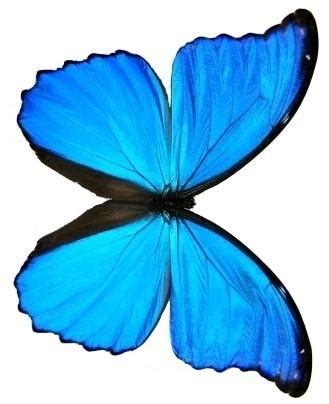 Blue morpho butterfly wing pairs – Resin Obsession