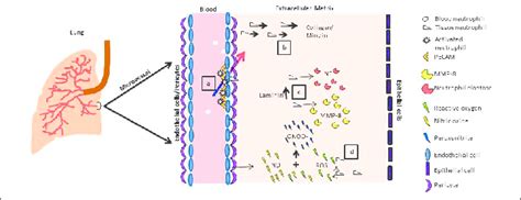 Schematic Representation Of Important Regulatory Molecules And Events