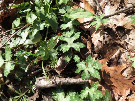 Waterleaf Hairy Mammoth Cave Area Flora