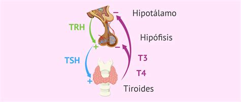 Qué es la TSH u hormona tiroestimulante