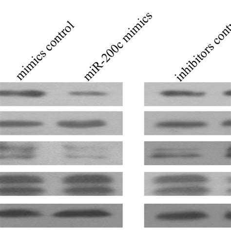 Western Blot Analysis Of Vegfr2 Downstream Signaling Transduction Download Scientific Diagram