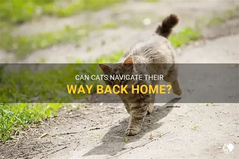 Can Cats Navigate Their Way Back Home Petshun