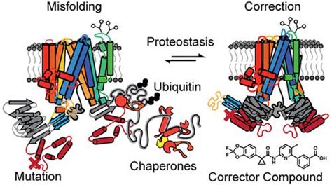 CFTR Folding From Structure And Proteostasis To Cystic Fibrosis