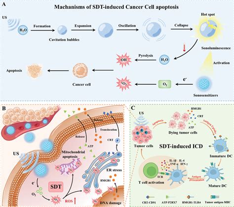 A Schematic Illustration Of The Anticancer Mechanisms Of Sdt Us