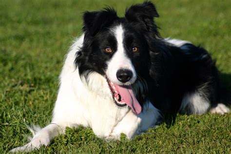 Border Collies Herding 4 Ewe