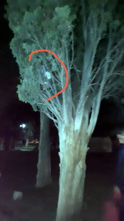 Se Escondió En Un árbol Para Evitar La Detención Por Violar La Cuarentena Diario Crónica