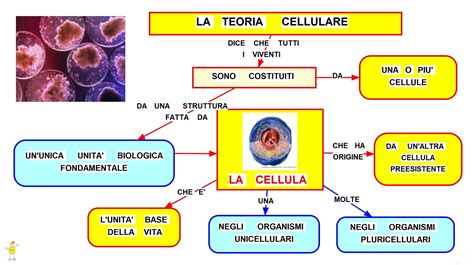 La Teoria Cellulare Mappa Concettuale E Definizione Studentville