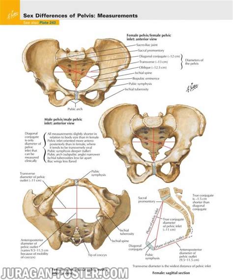 05 Pelvis And Perineum Jual Poster Di Juragan Poster