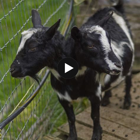 Strange Creatures The Appearance Of The Two Headed Goat Surprised Many