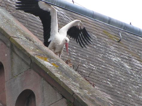 Original Stork Eguisheim Alsace Handmade Linen And Kelsch Stork To Hang