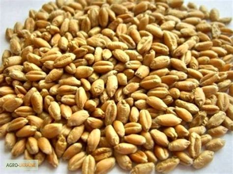 Покупаем пшеницу — Agro-Ukraine