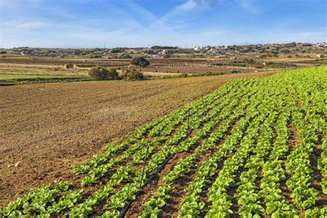 Malta Countryside stock photo. Image of agriculture, sowing - 28172870